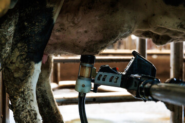 Close up of a cow's udder with robotic vacuum cups and tubing in a milking parlor, low angle,...