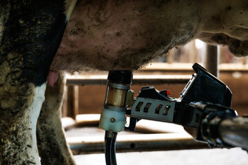 Close up of a cow's udder attached to a robotic milking unit in an indoor parlor. Suction cups and...