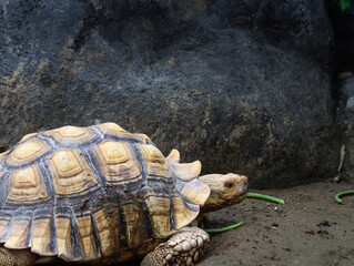 Obraz premium African Spurred Tortoise Walking Near Rocks on Sandy Ground