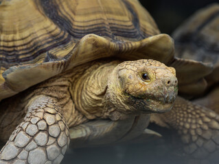 Close Up of African Spurred Tortoise Showing Detailed Shell and Natural Texture