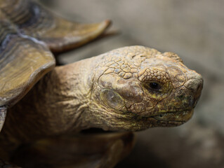 Close Up Portrait of African Spurred Tortoise Showing Detailed Texture and Natural Shell