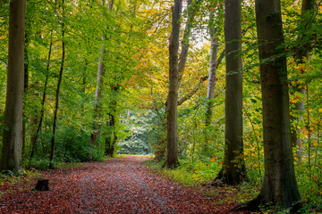 Fototapeta premium Autumn landscape with view of nature gravel, Colourful yellow orange and green leaves on tree and trunks, Amsterdamse Bos (Forest) Park in the municipalities of Amstelveen and Amsterdam, Netherlands.