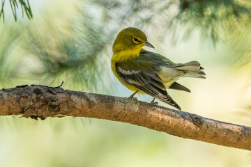 A pine warbler preening while perched on a pine tree branch