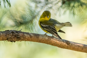 A pine warbler preening while perched on a pine tree branch