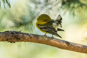 A pine warbler preening while perched on a pine tree branch
