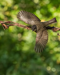 An Eastern phoebe taking off from its perch