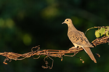 A mourning dove perched on a vine