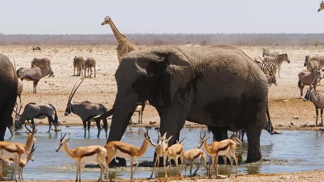 two strong elephants in desert waterhole splashing with water to cool down 411