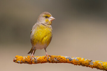 European Greenfinch standing on a lichen branch