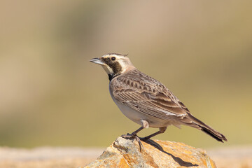 Horned Lark standing on stone