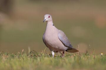 Fototapeta premium Eurasian Collared Dove wandering over the meadow