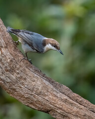 A brown-headed nuthatch perched on a tree