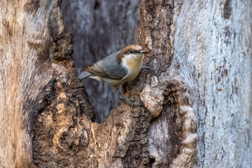 A brown-headed nuthatch perched on a tree
