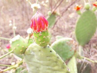 Planta t&iacute;pica da caatinga - Tacinga inamoena, hamada Palmat&oacute;ria, Palmat&oacute;ria Mi&uacute;da, Quip&aacute;, Gogoia, Cumbeba. 