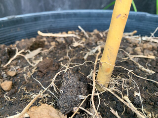 Close up view of Roots spread in rich soil, a symbol of growth, resilience, and the beauty of nature's design. Perfect for gardening, agriculture, and environmental projects.