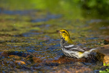 A male black-throated green warbler perched near a mountain stream