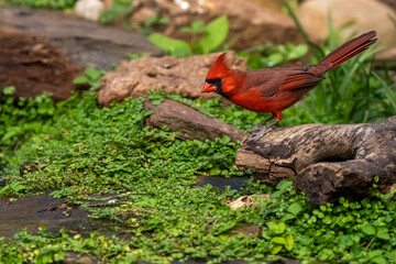 A male cardinal perched near a mountain stream
