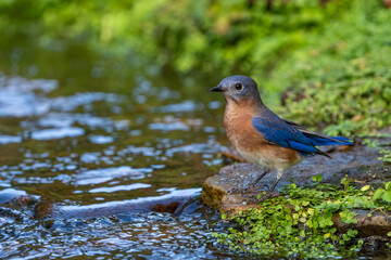 A male bluebird perched by a stream