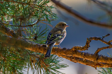 Aves de Cercedilla en un bosque en la Sierra de Guadarrama