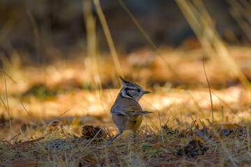 Aves de Cercedilla en un bosque en la Sierra de Guadarrama