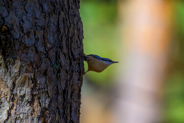 Aves de Cercedilla en un bosque en la Sierra de Guadarrama