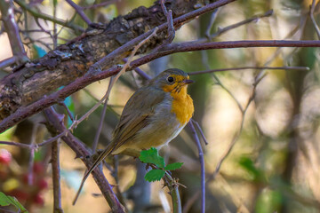 Aves de Cercedilla en un bosque en la Sierra de Guadarrama
