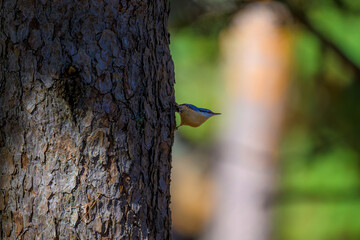 Aves de Cercedilla en un bosque en la Sierra de Guadarrama