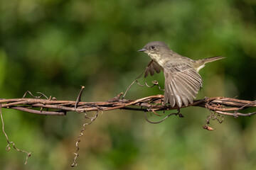 An Eastern phoebe taking off from its perch