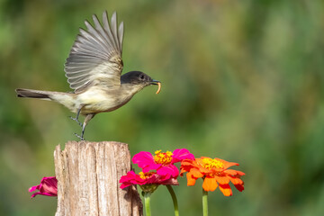 An Eastern phoebe taking off from its perch