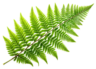 green fern branch isolated on white natural bota