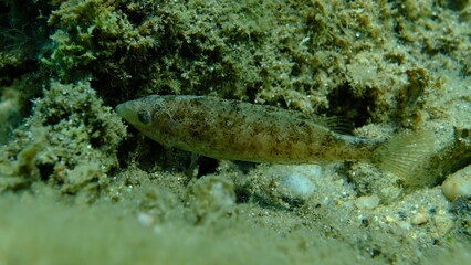 Grey wrasse (Symphodus cinereus) undersea, Aegean Sea, Greece, Halkidiki, Pirgos beach

