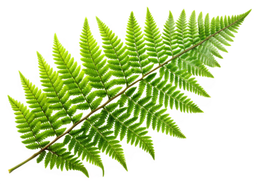 green fern branch isolated on white natural bota