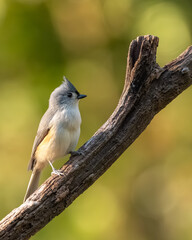A tufted titmouse perched in a woodland