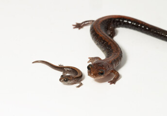 Obraz premium Comparison of the size of a hatchling versus an adult of the eastern redback salamander (Plethodon cinereus). This amphibian is native to eastern North America. 