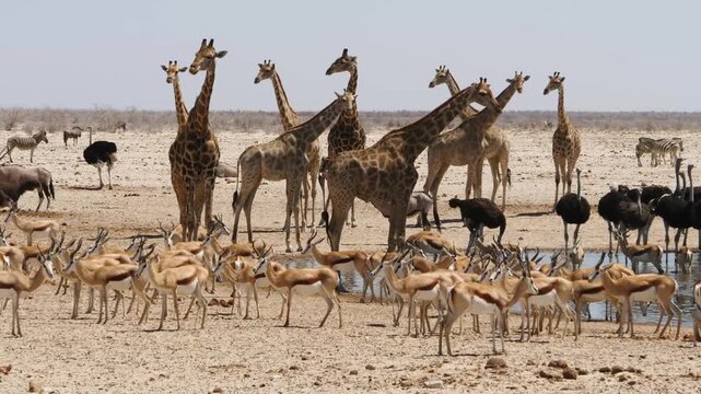 9 giraffes together with springbok, gemsbok and ostriches gathering at desert waterhole 423