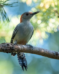 A red-bellied woodpecker perched on a pine tree branch