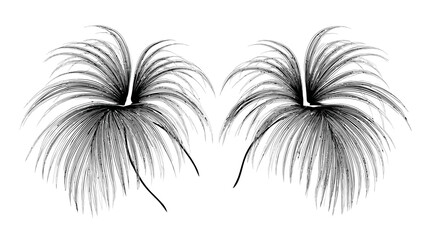 Obraz premium Elegant abstract feather-like design element illustration with delicate fine lines, wispy symmetrical graphic in black and white