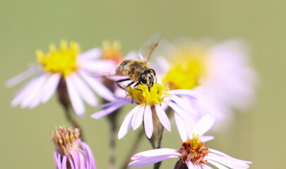 Hoverfly on colorful flowers background and texture