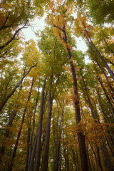 Autumn forest. Autumn landscape with a road in the forest