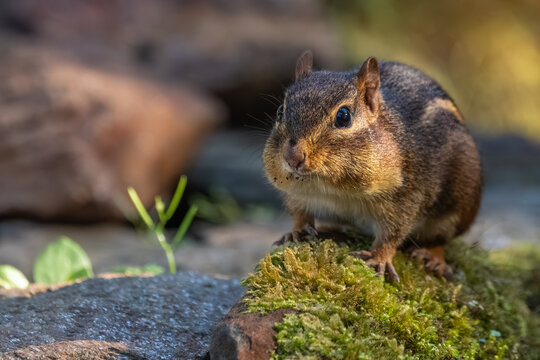 A chipmunk sitting on a rock covered with moss
