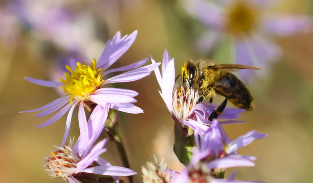 honeybee on colorful autumn flowers of Mediterranean - Powered by Adobe