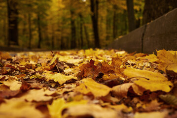 Fallen leaves on the road in the autumn forest. Beautiful autumn landscape.