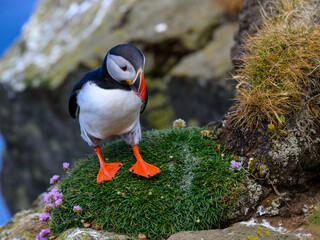 Atlantic Puffin Standing on Nesting Site with Flowers
