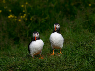 Atlantic Puffins Pair Standing on Green Grass