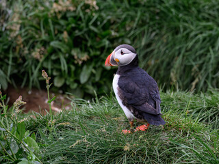 Atlantic Puffin Standing on Green Grass with Wildflowers