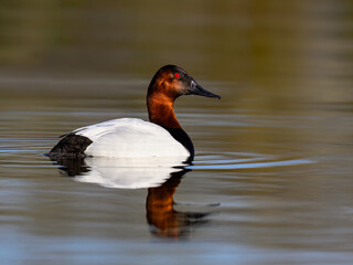 Male Canvasback Duck Swimming on Calm Water