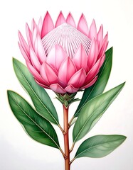 Detailed illustration of a Protea flower with pink petals and green leaves