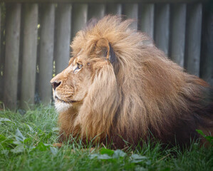 A male African Lion in profile.