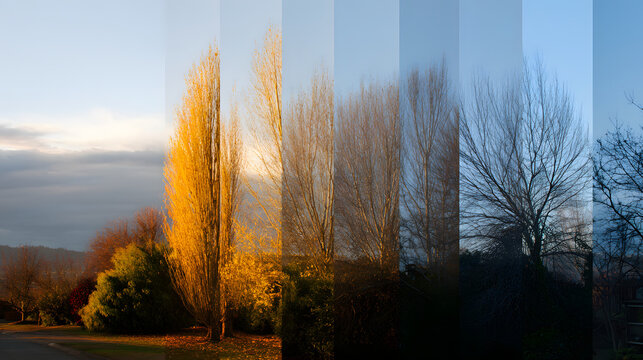Seasonal Tree Evolution: A captivating composite image chronicles the progression of a tree through the seasons, from the vibrant hues of autumn to the stark beauty of winter.