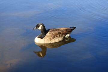Canada goose（カナダ雁）